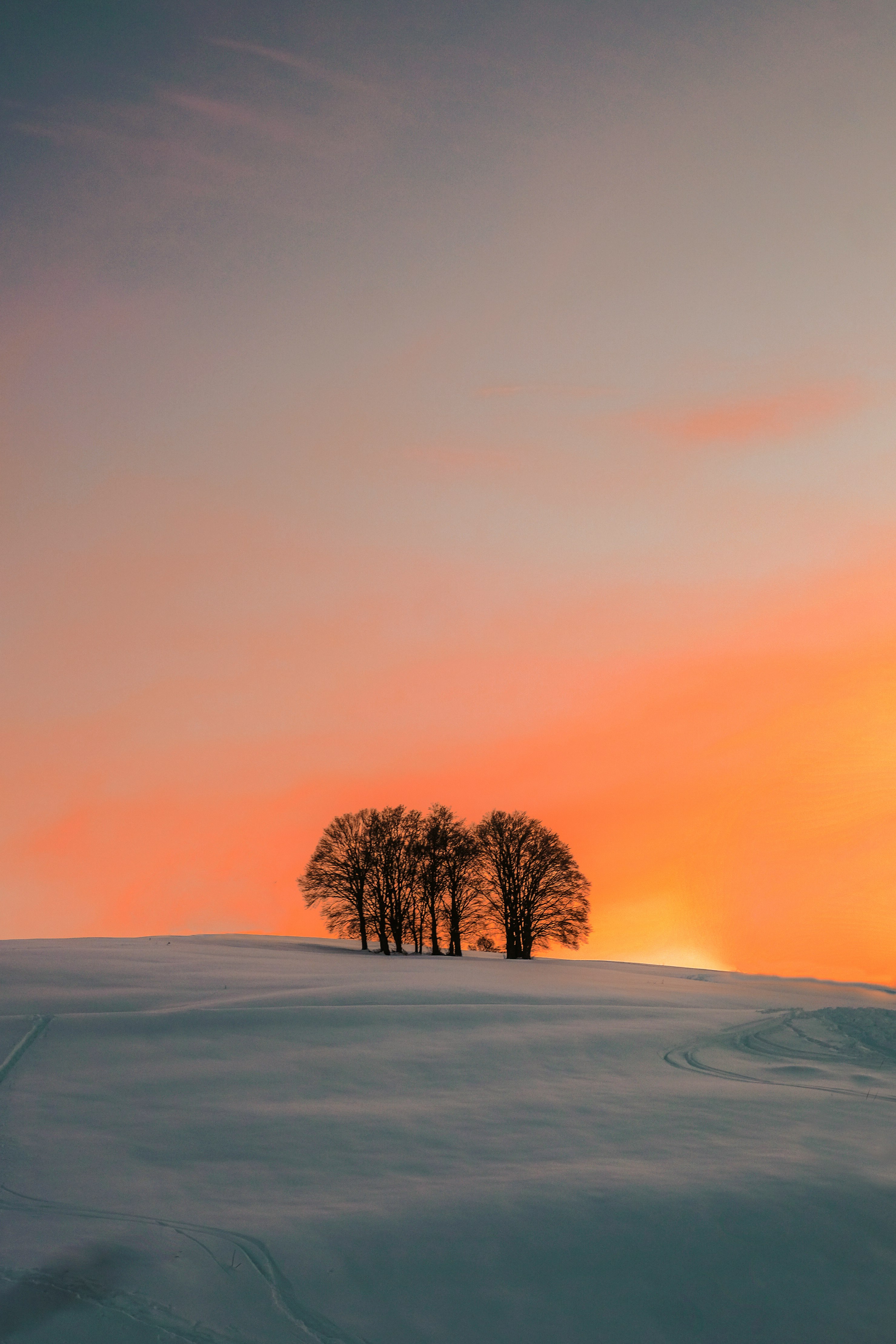 leafless tree on snow covered ground during sunset