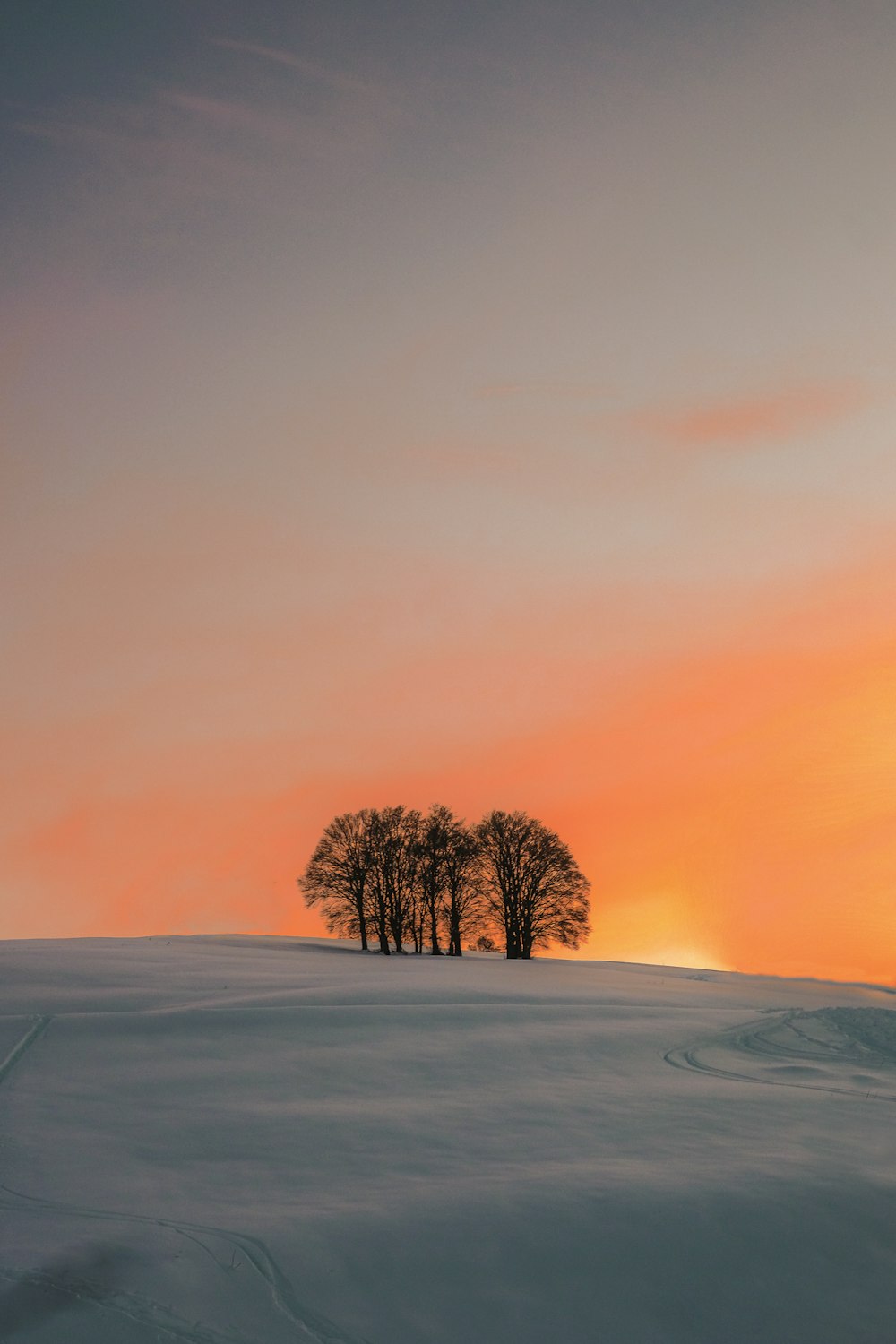 leafless tree on snow covered ground during sunset