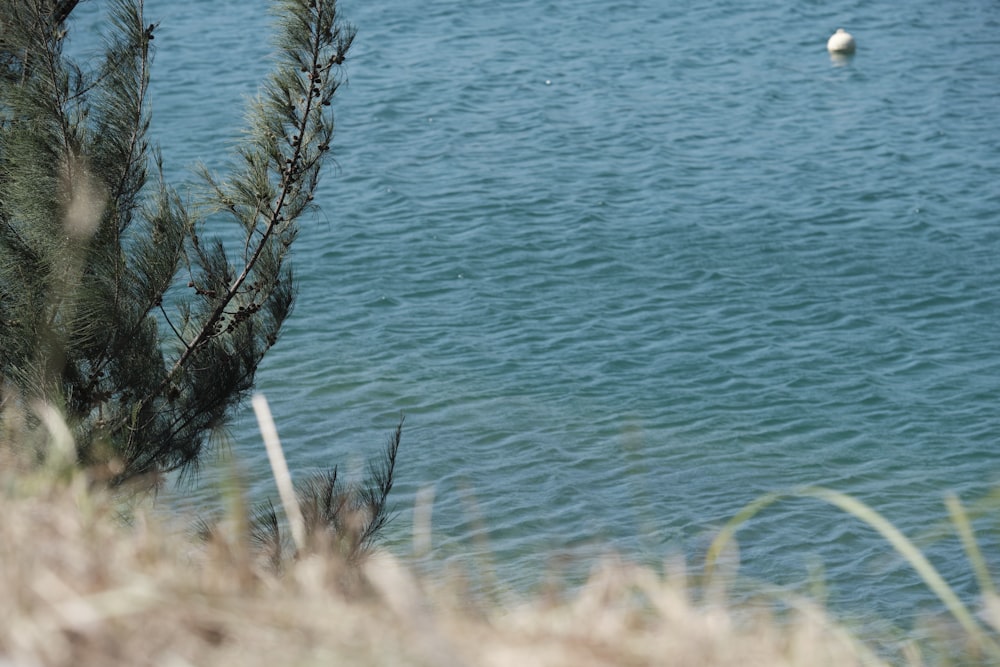 brown grass near body of water during daytime