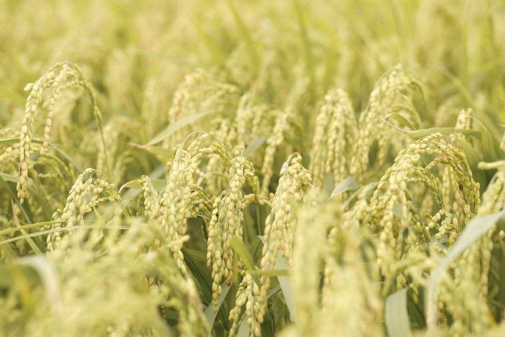 campo de trigo verde durante o dia