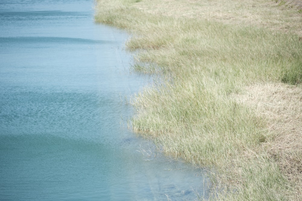 green grass beside blue body of water during daytime