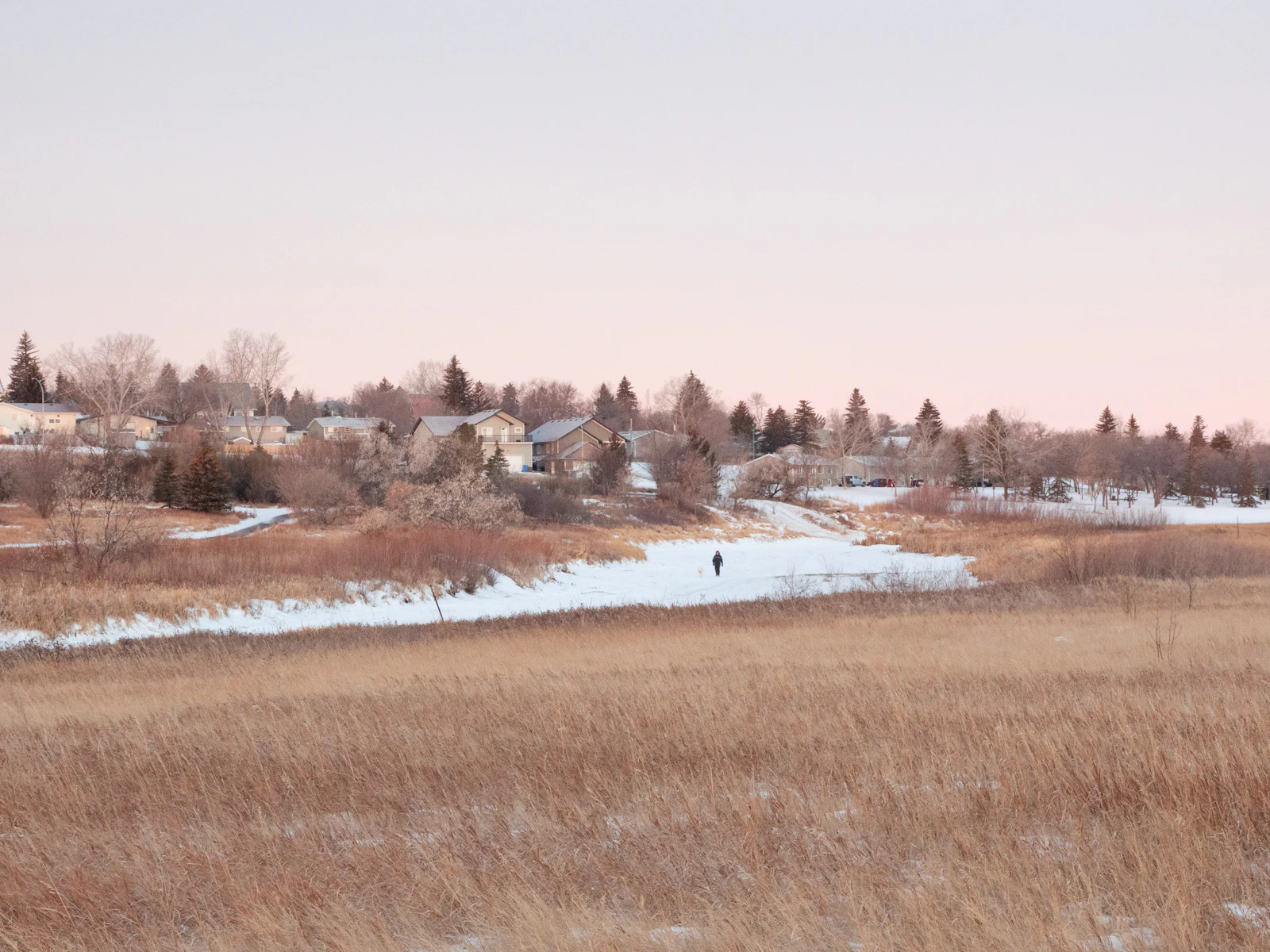 A snow-dusted Ontario field of golden grasses at dusk with a small neighbourhood of houses and bare trees on the horizon