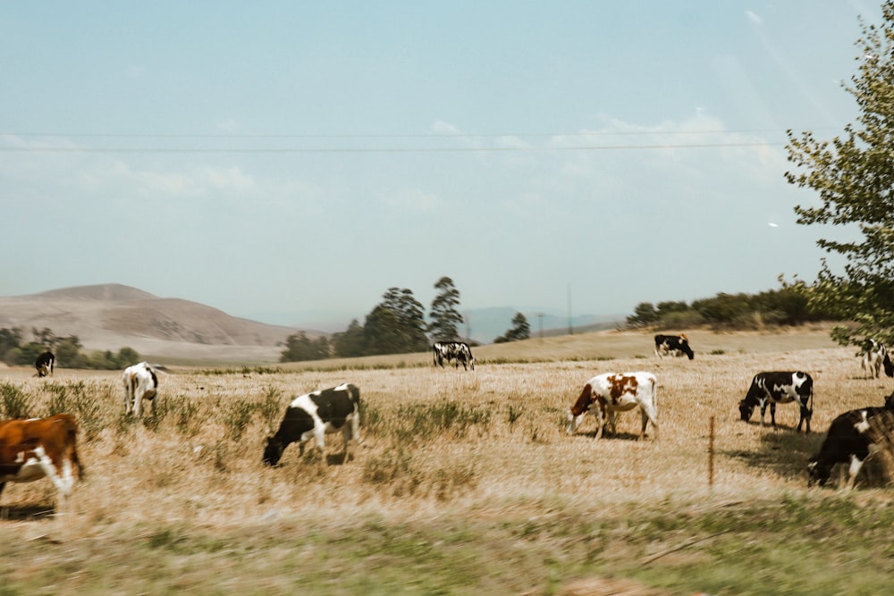 horses on green grass field during daytime