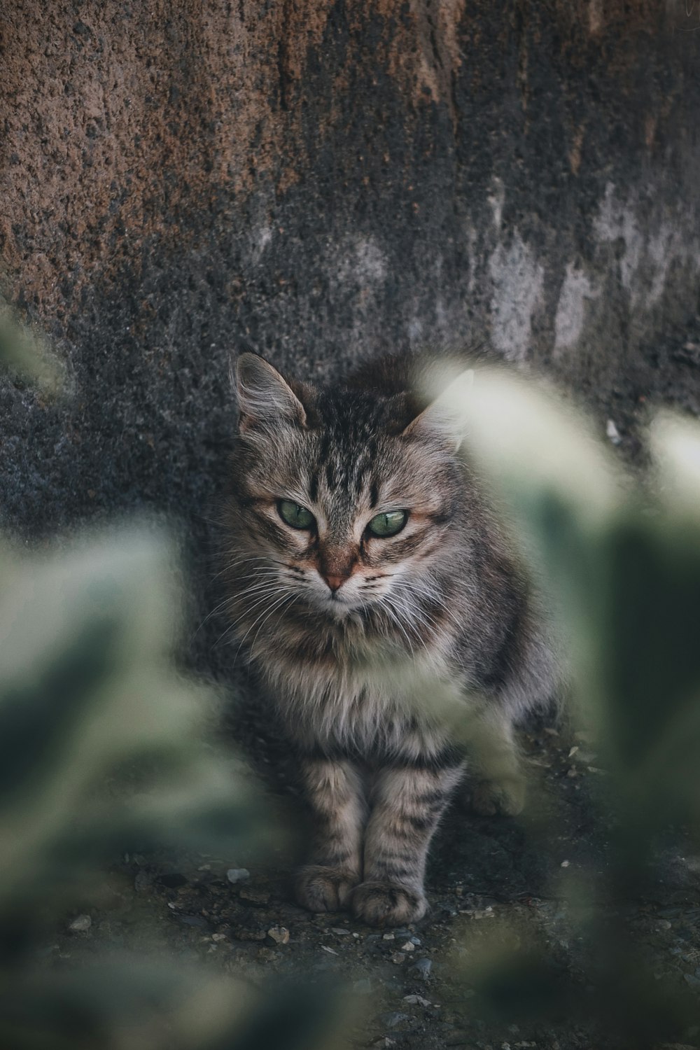 un chat assis par terre