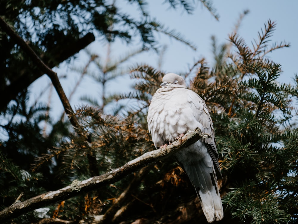 white bird on brown tree branch during daytime