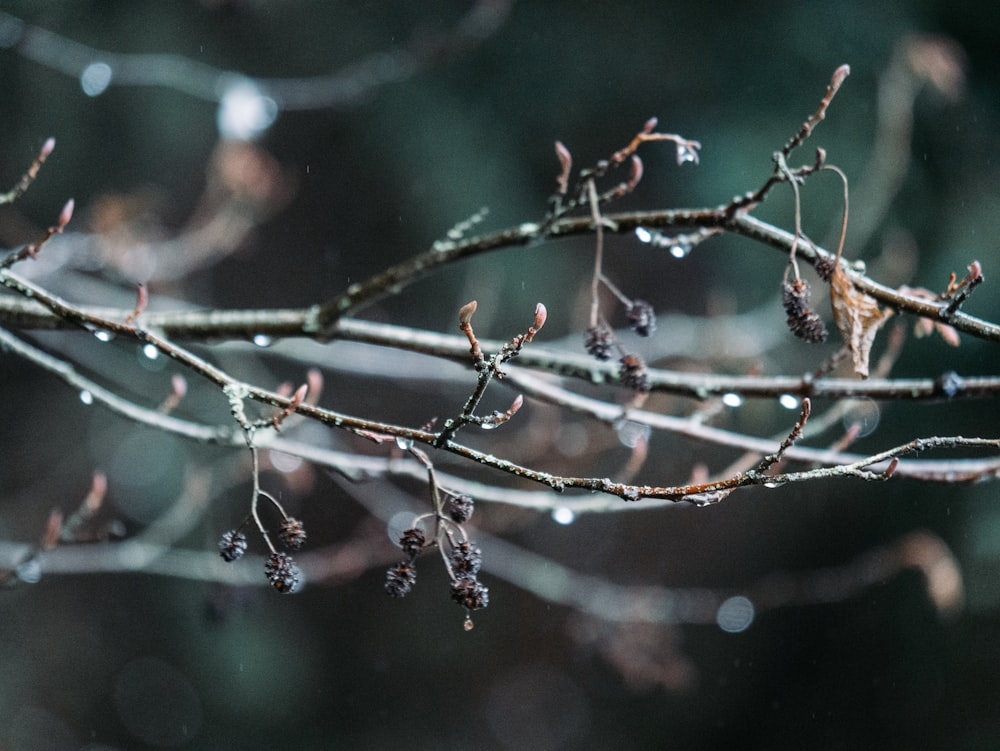 brown and black bird on brown tree branch