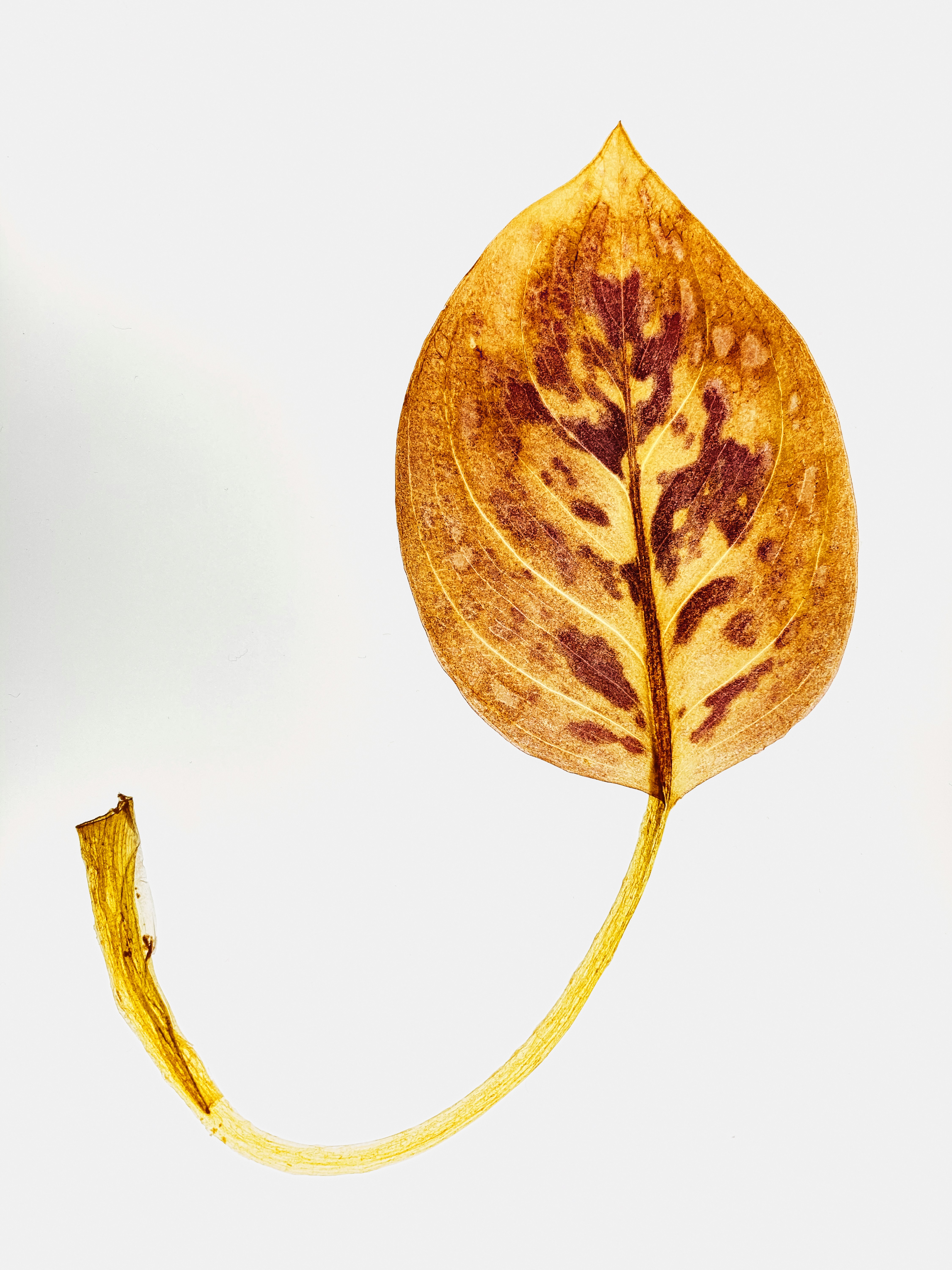 Photo by thomaskinto