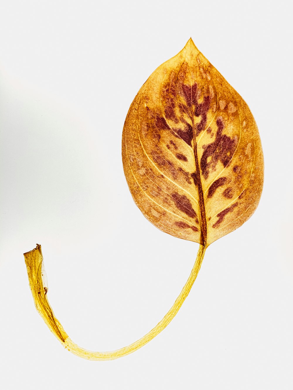 yellow and brown leaf on white background