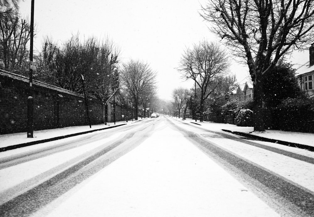 grayscale photo of road between trees