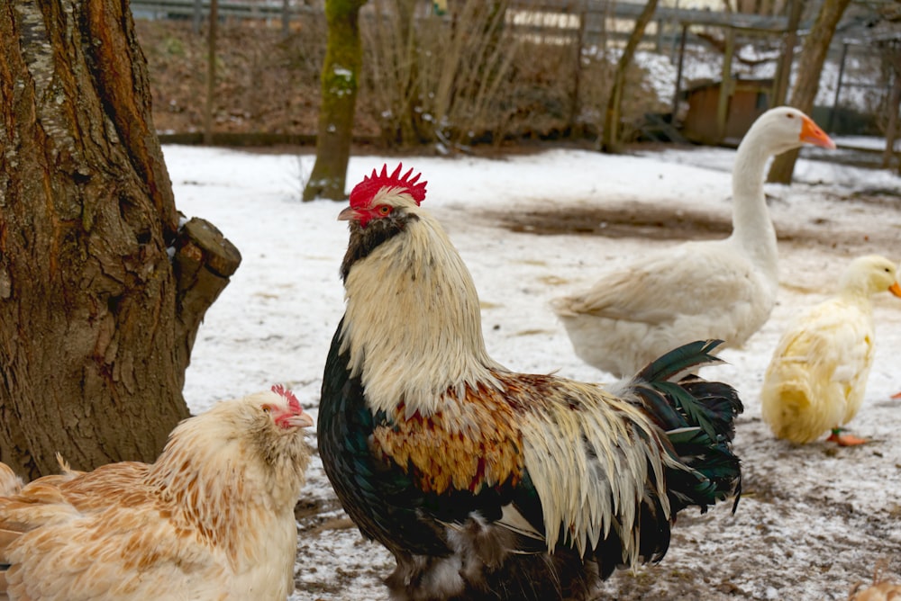 weißer und schwarzer Hahn tagsüber auf schneebedecktem Boden