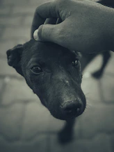 A gentle hand reaching out to a relaxed dog in a natural outdoor setting.