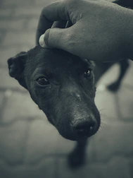 Close-up of a happy dog getting a gentle pat from the dog walker during a stroll.