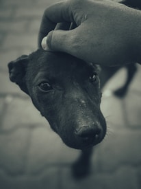 A close-up image of a dog being gently petted on the head by a human hand. The setting appears to be outdoors with a pavement background, creating a soft and intimate atmosphere between the person and the dog.