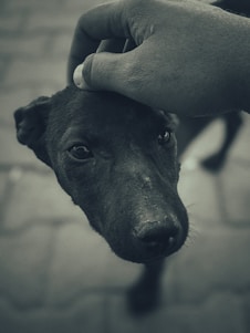 A close-up image of a dog being gently petted on the head by a human hand. The setting appears to be outdoors with a pavement background, creating a soft and intimate atmosphere between the person and the dog.
