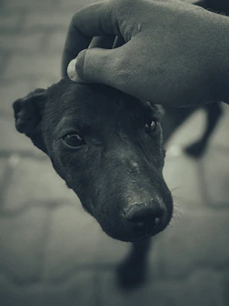 A gentle hand reaching out to a relaxed dog in a natural outdoor setting.