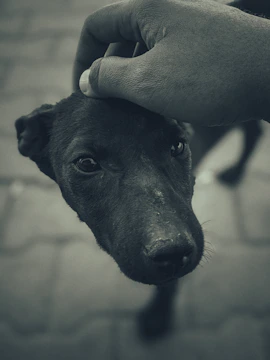 Un chien et son propriétaire partageant un moment tendre et calme en extérieur.
