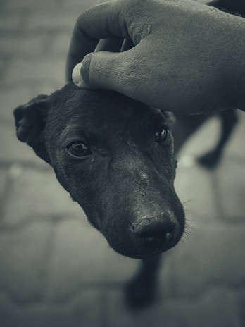 A volunteer gently petting a happy street dog in a sunny shelter garden.