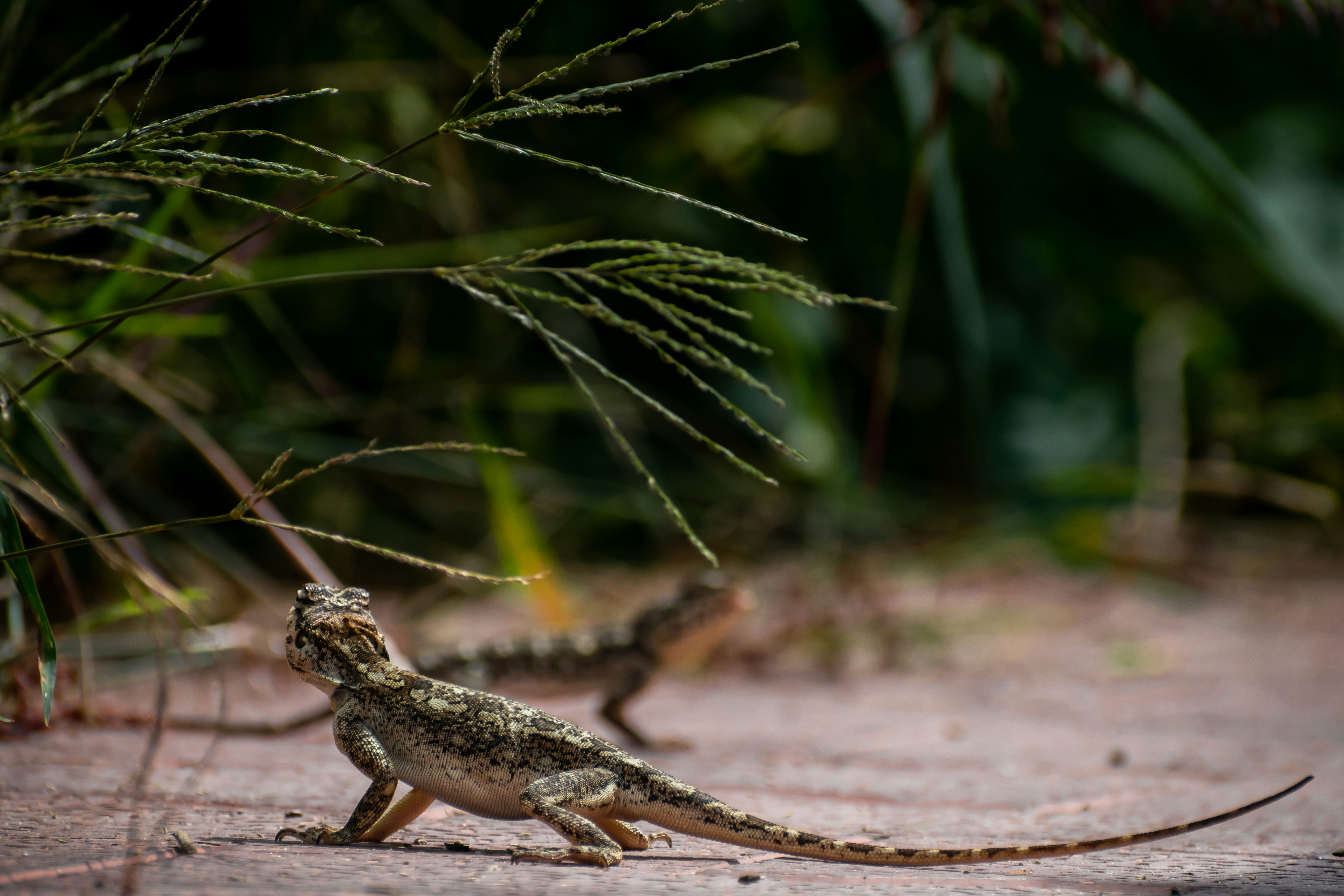 brown and black lizard on brown soil