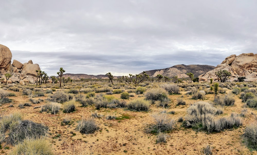 brown grass field under white sky during daytime