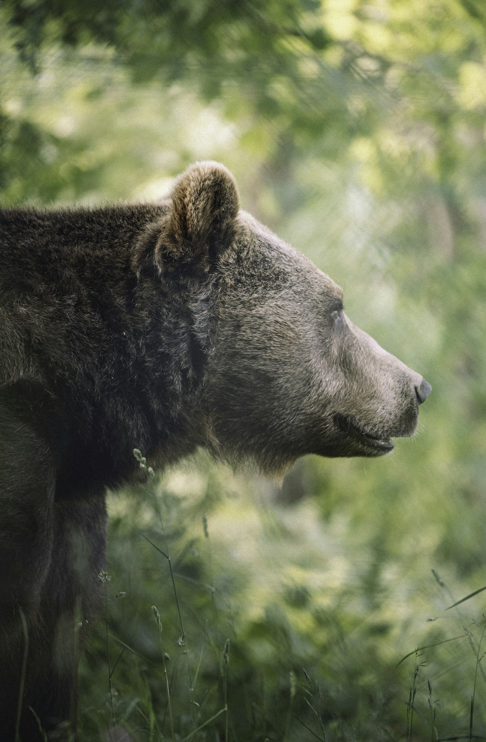 brown bear on green grass during daytime