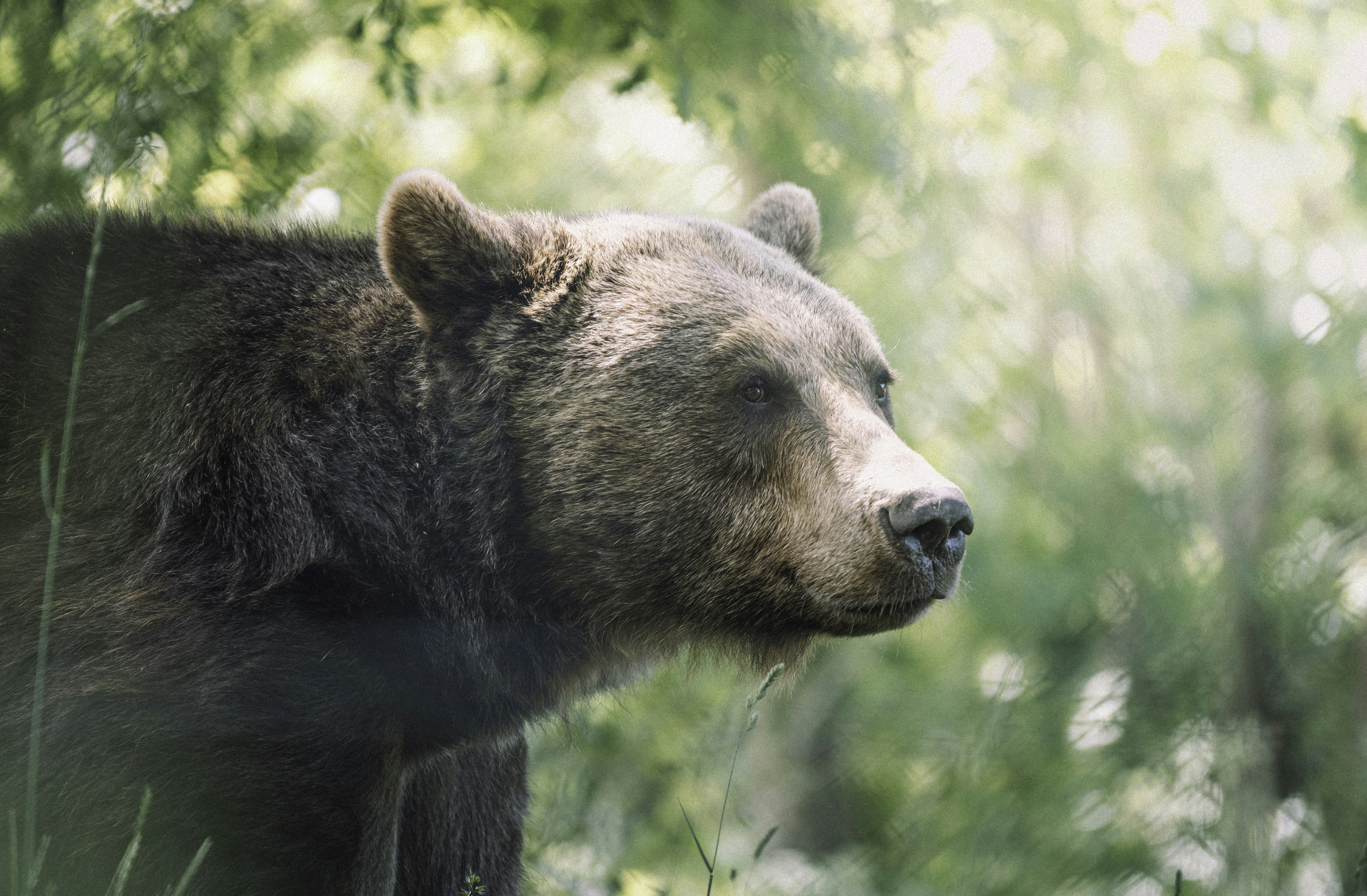 brown bear on green grass during daytime, 