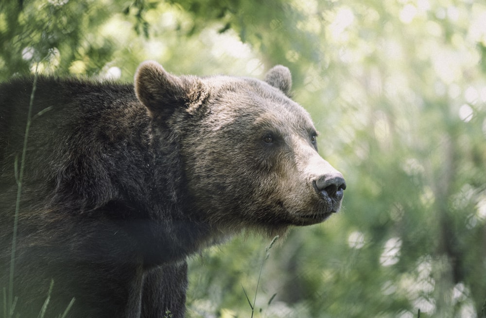 Oso pardo en la hierba verde durante el día