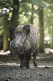 A boar with strong posture and sleek lines captured against a backdrop of autumnal trees.
