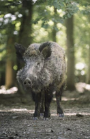 A wild boar captured in the forest, with natural light filtering through trees.