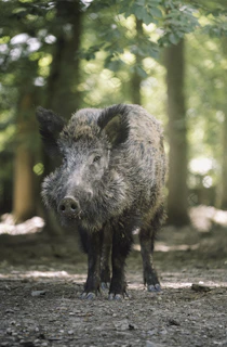 A wild boar captured in the forest, with natural light filtering through trees.