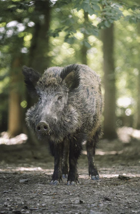 Close-up of a successful wild boar hunt with the hunter smiling beside the catch in early morning light.