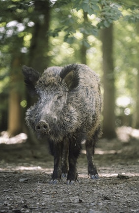 A boar with strong posture and sleek lines captured against a backdrop of autumnal trees.