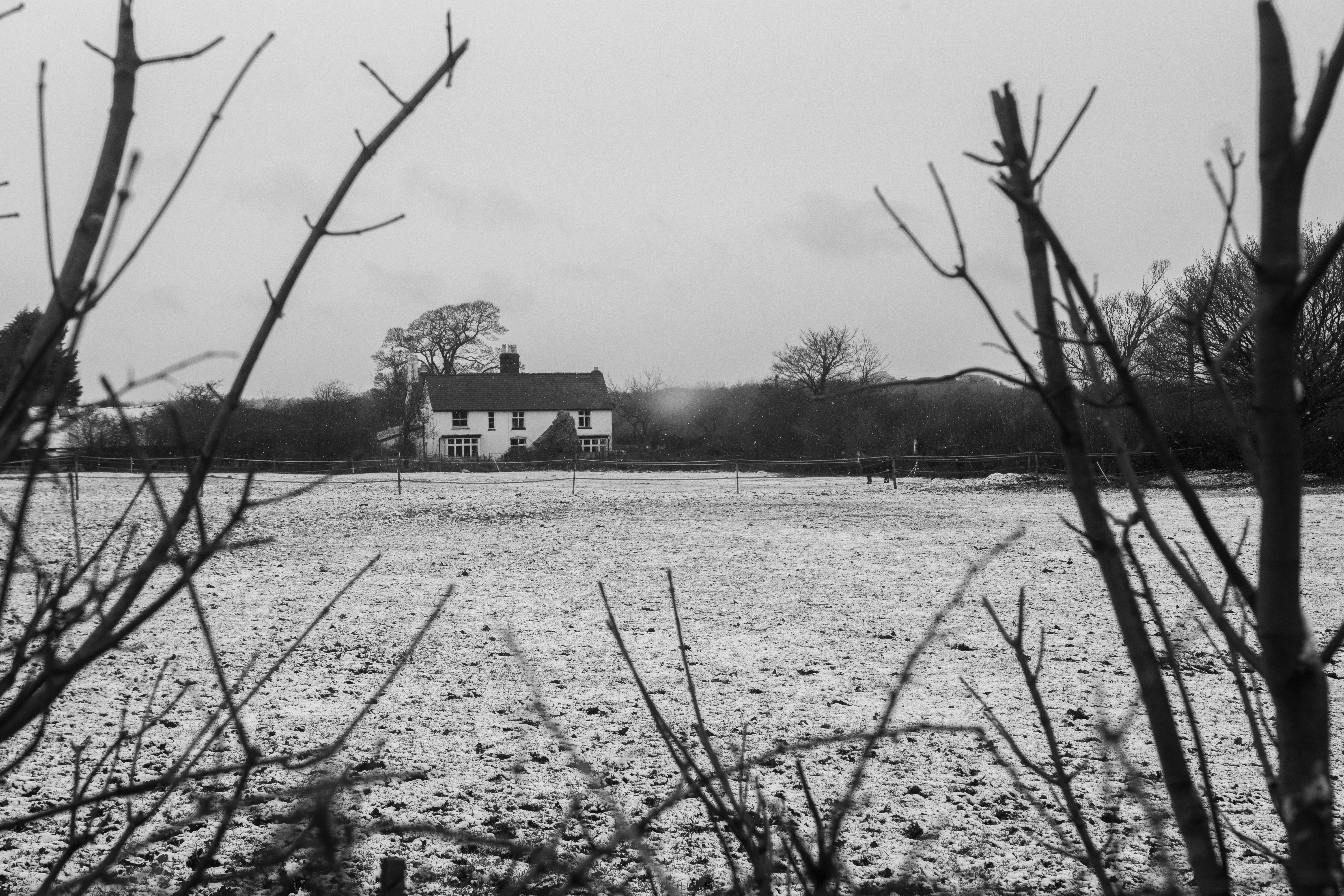 Photo en niveaux de gris d’arbres nus près de la maison