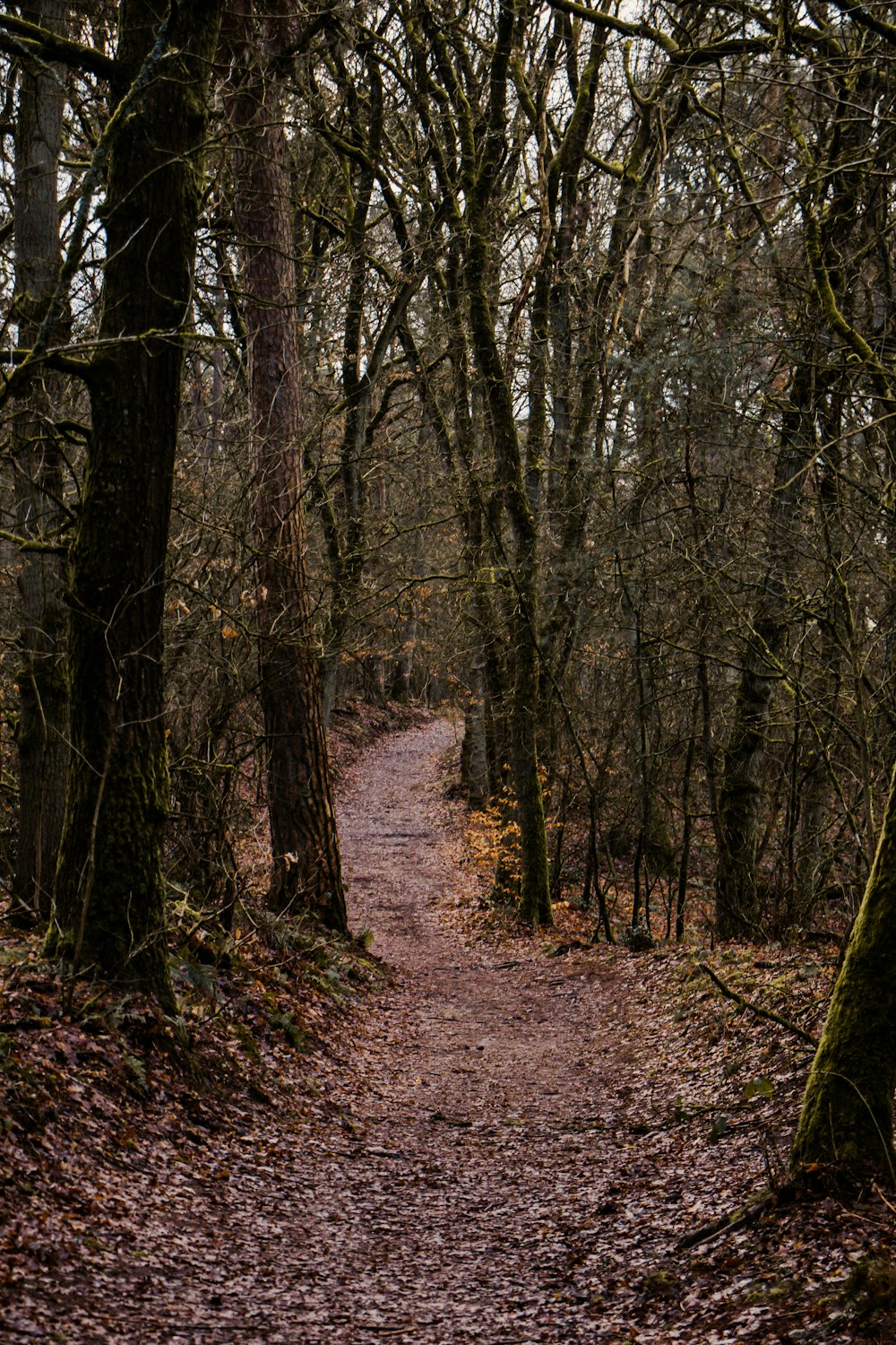 brown trees on brown soil