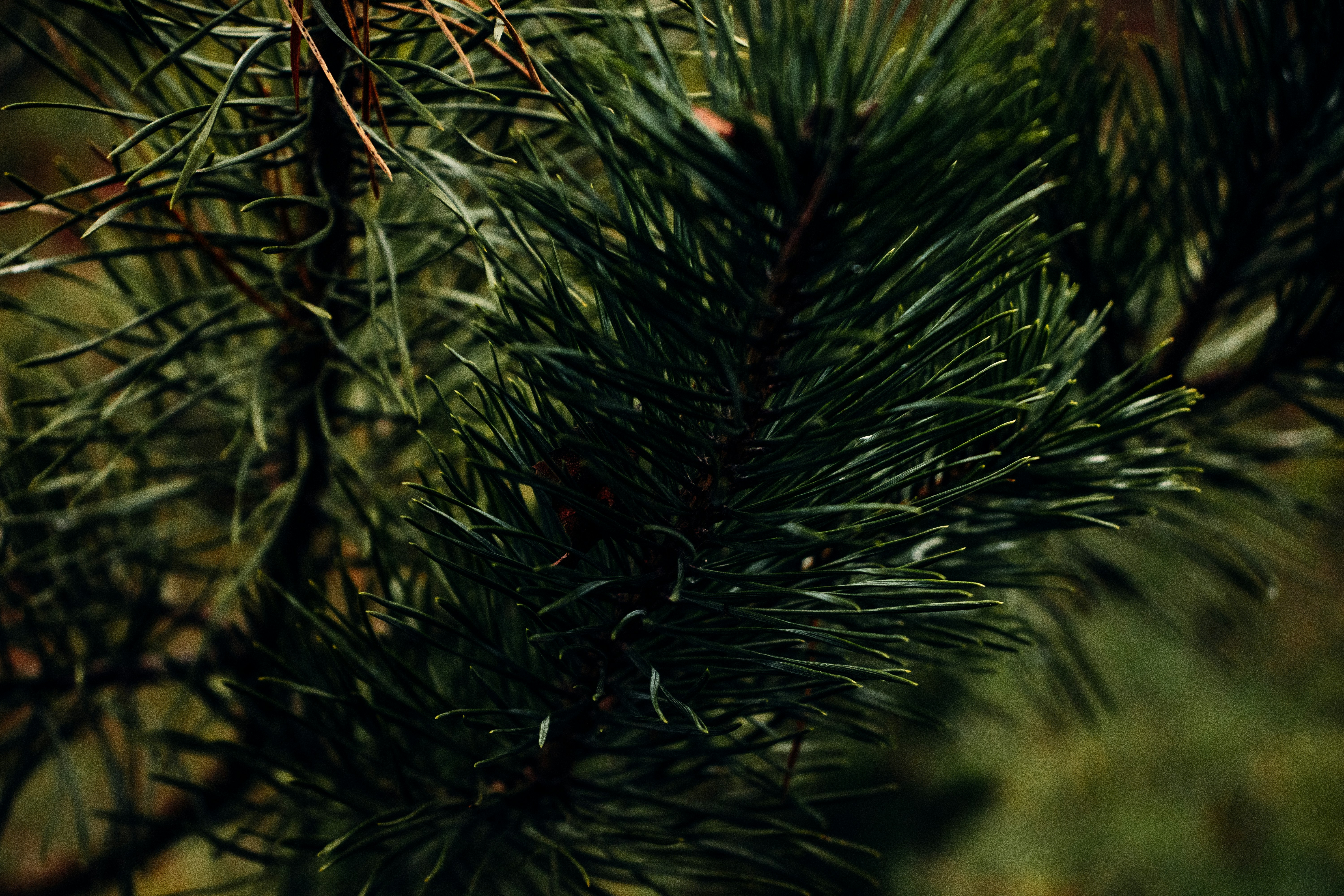 green pine tree in close up photography