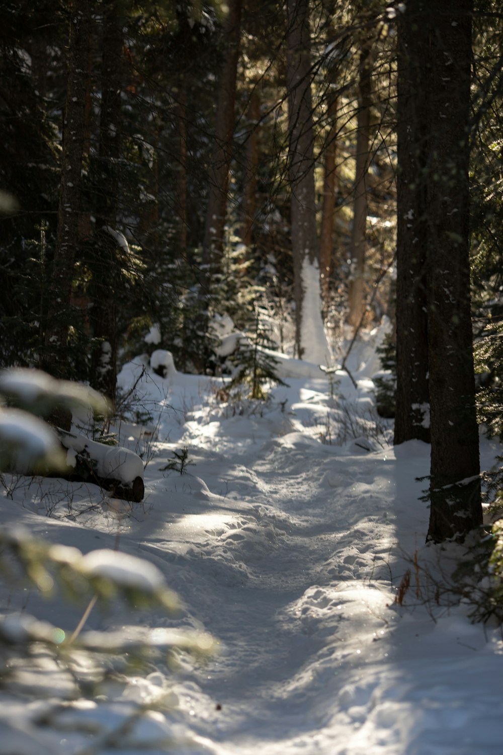 snow covered ground and trees during daytime