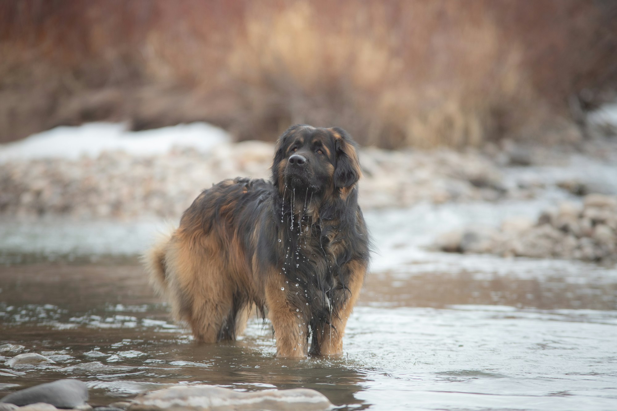 brown and black Leonberger dog running on water during daytime
