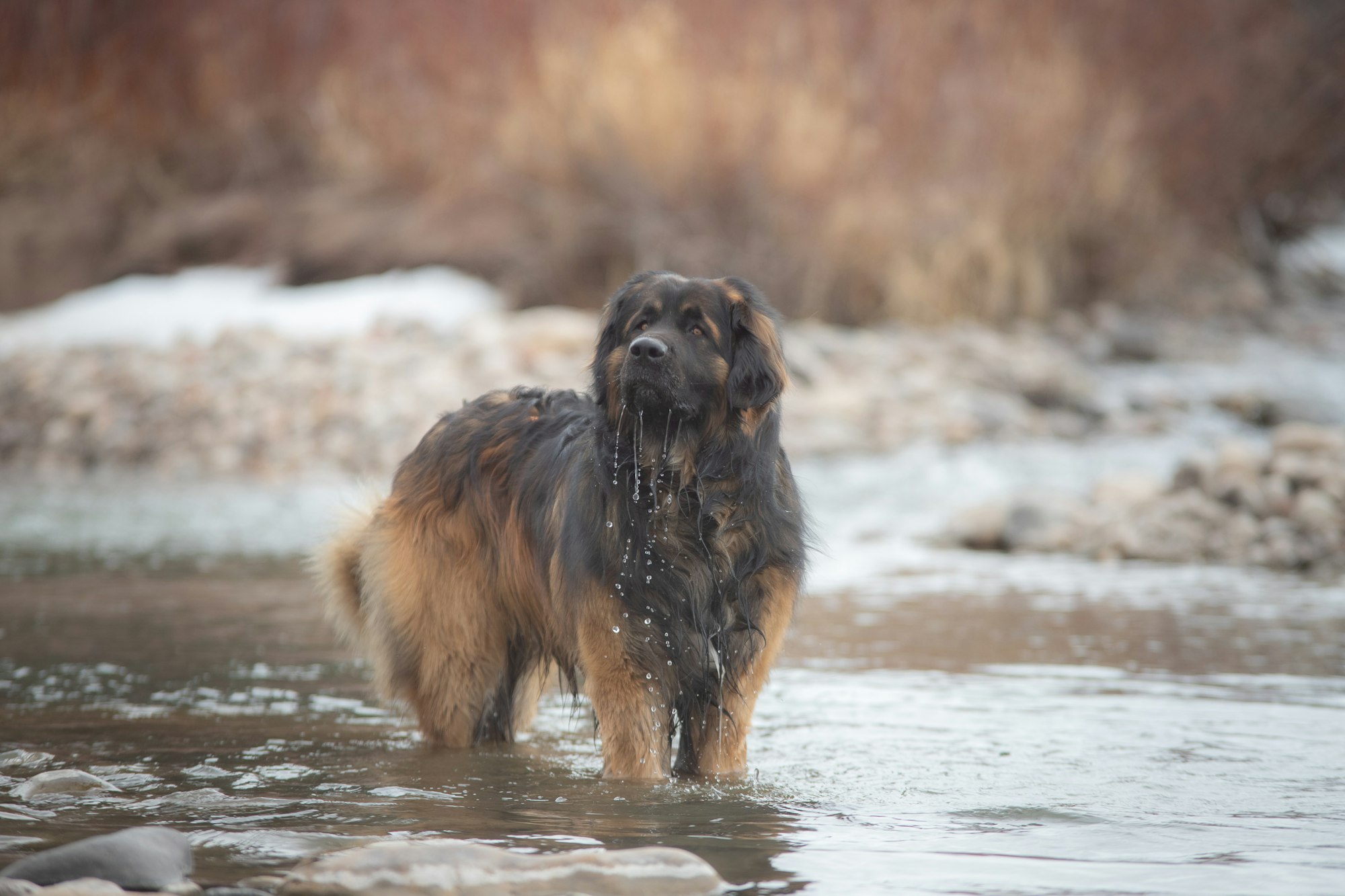 Big Fluffy Dogs