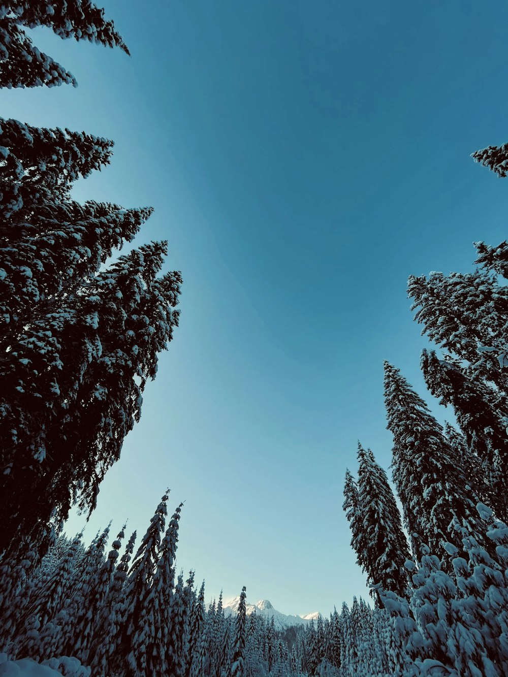 green pine trees under blue sky during daytime