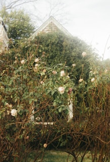 white and red flowers on green grass during daytime