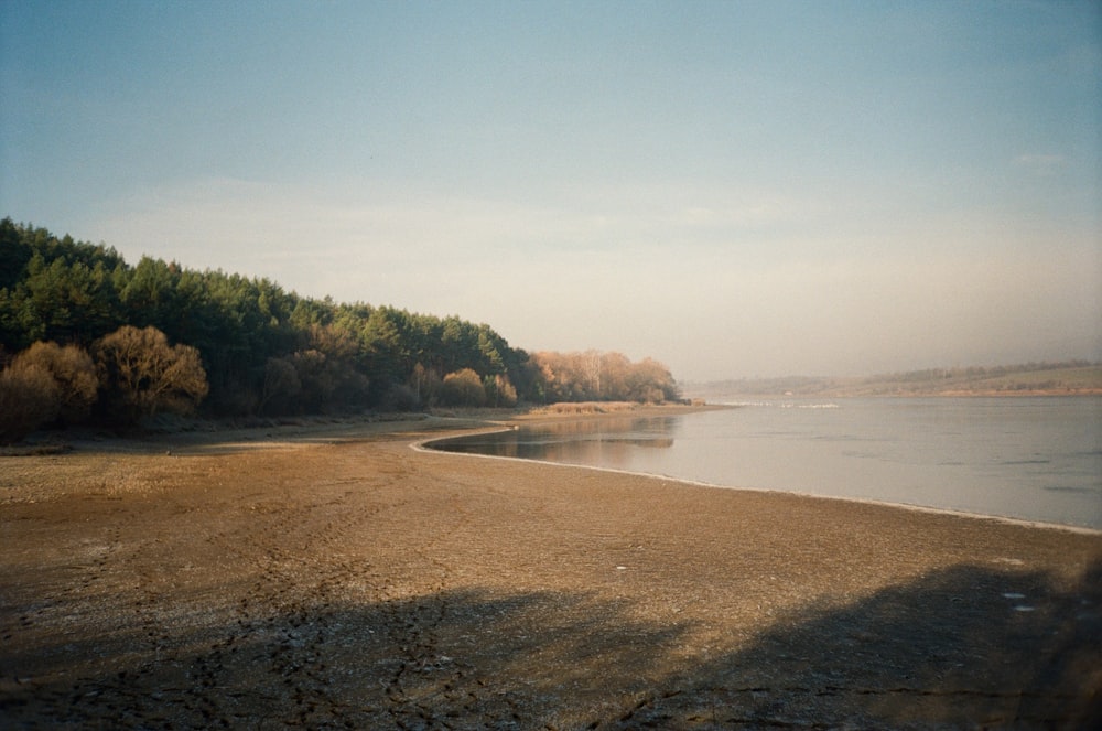 green trees near body of water during daytime