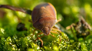 A close-up of a brown shield bug perched on vibrant green moss. The bug's detailed patterns and textures are in sharp focus, with its front legs and antennae visible. Surrounding it, the lush greenery provides a soft, blurred background.