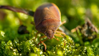 A close-up of a brown shield bug perched on vibrant green moss. The bug's detailed patterns and textures are in sharp focus, with its front legs and antennae visible. Surrounding it, the lush greenery provides a soft, blurred background.