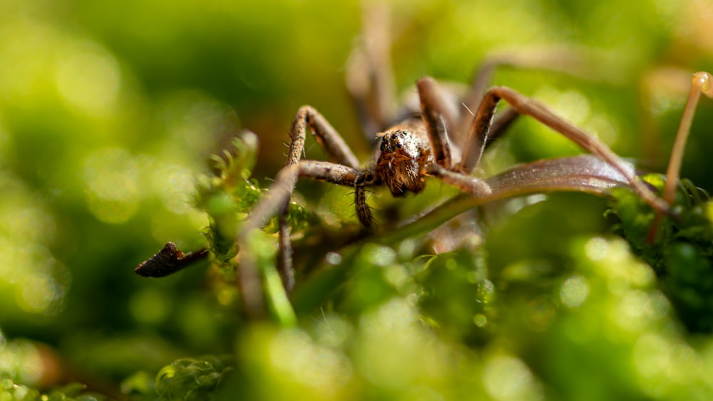 brown spider on brown stem in tilt shift lens