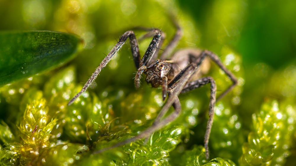 black and brown spider on green leaf