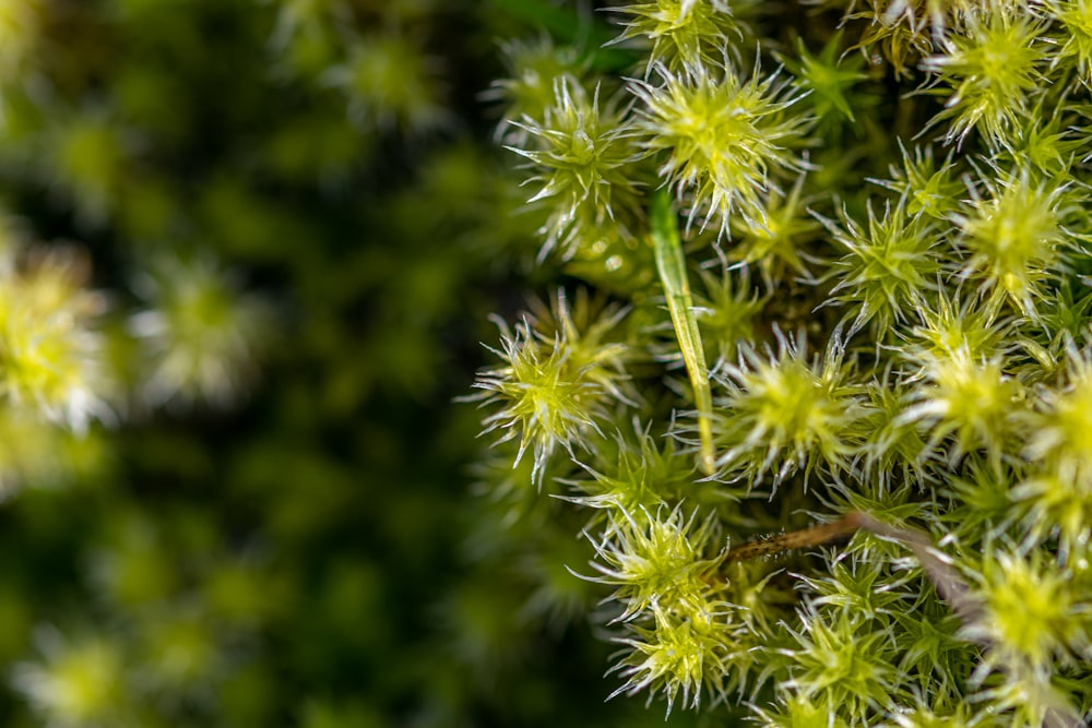 green plant in close up photography