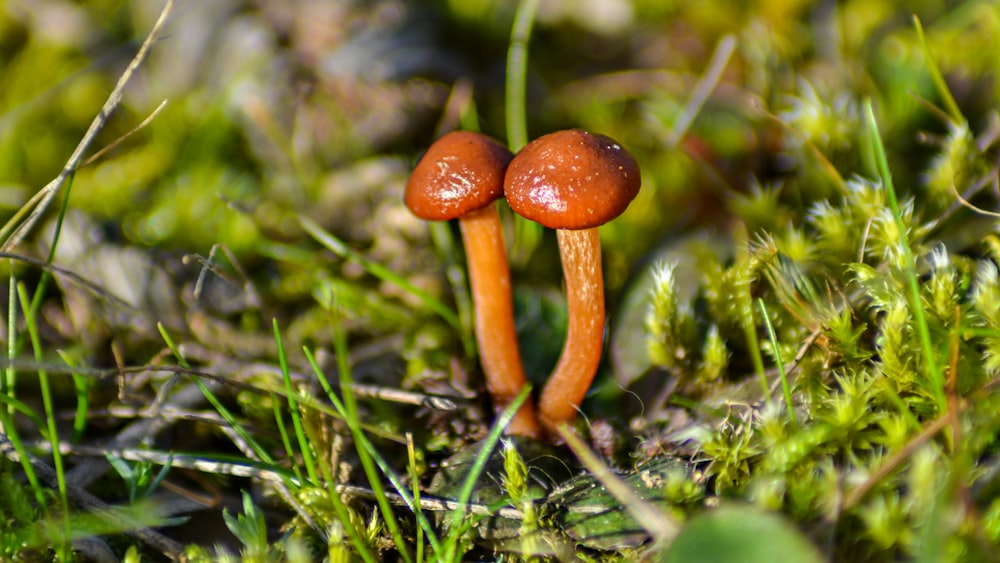 brown mushroom on green grass