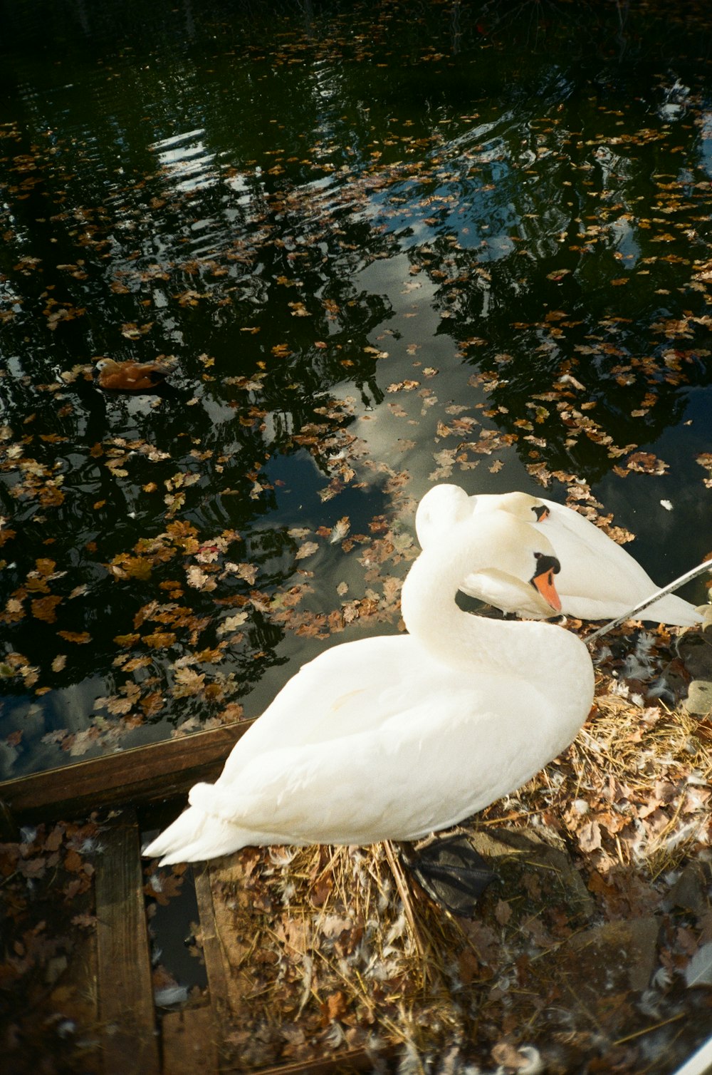 white swan on body of water during daytime