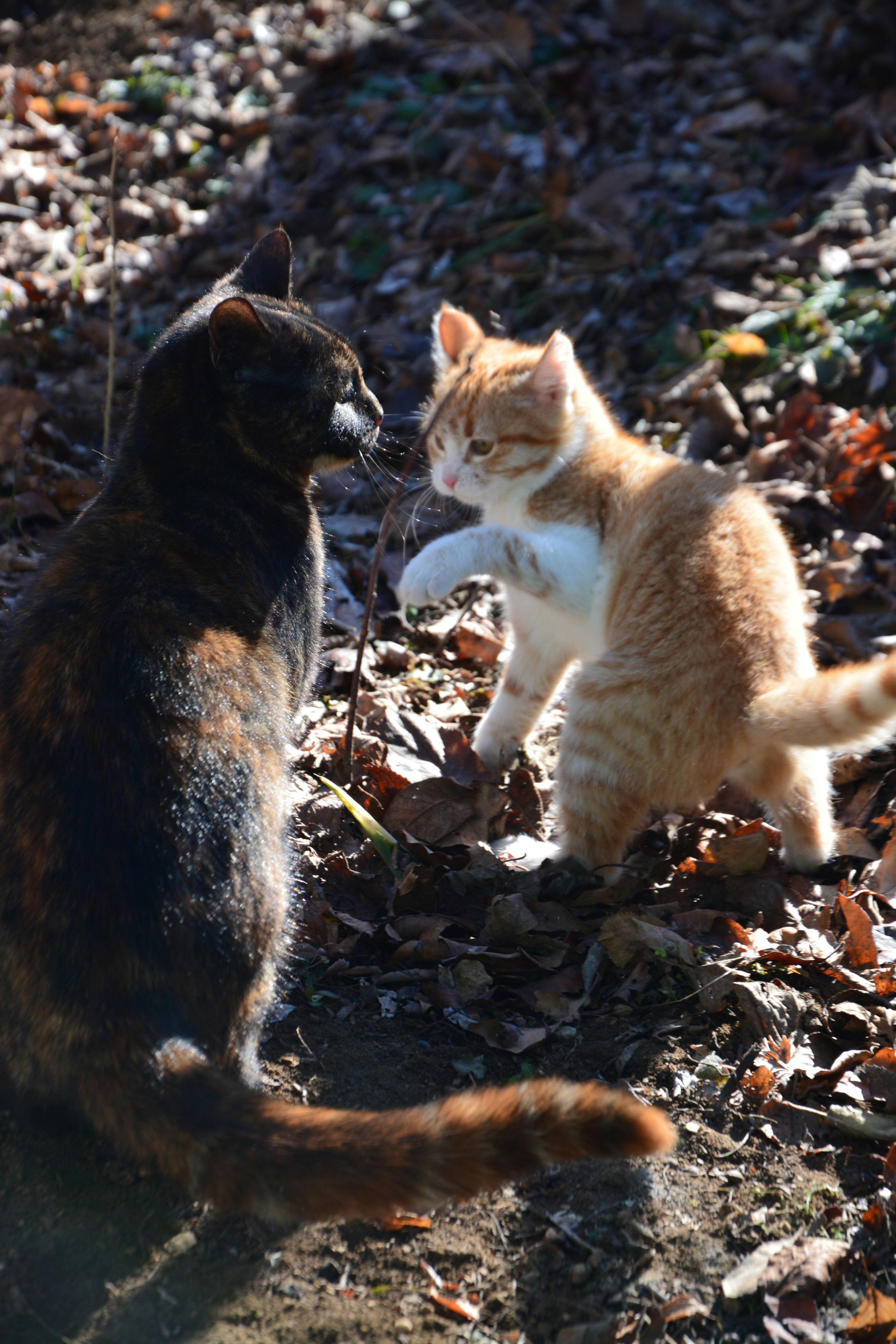 Photo by ekotavkhelidze