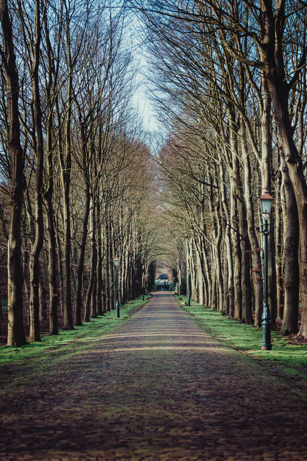 gray concrete road between bare trees during daytime