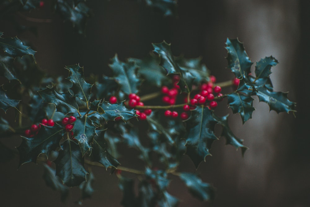 red round fruits on green leaves